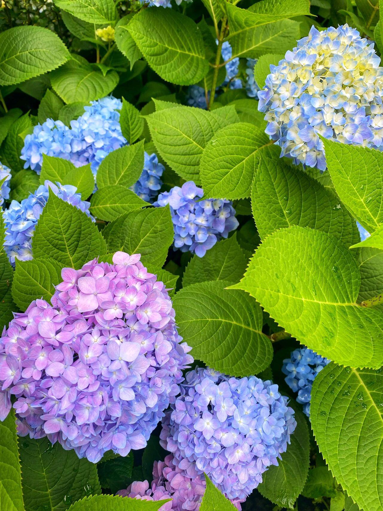 重慶奧林匹克花園一期2樓戶型圖_一樓花園裝修效果圖_5圖汪府花園1樓